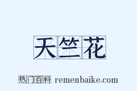 天竺花是什么意思的图片